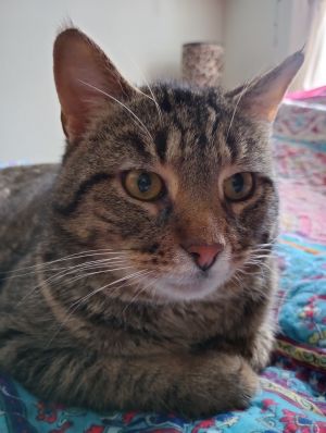Dutch, Adult Male Domestic Short Hair