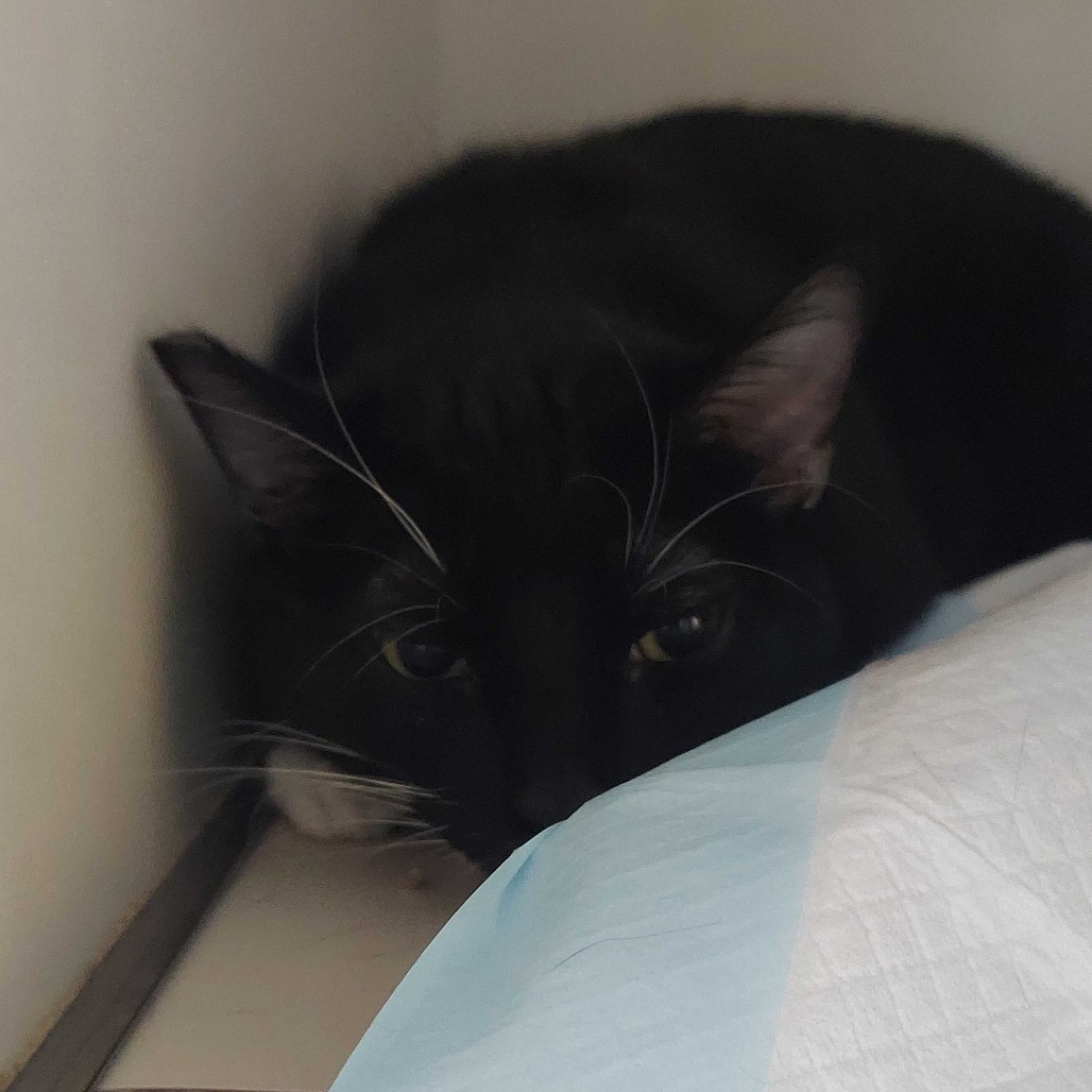 Rolo, an adoptable Domestic Long Hair in Las Vegas, NV, 89146 | Photo Image 1