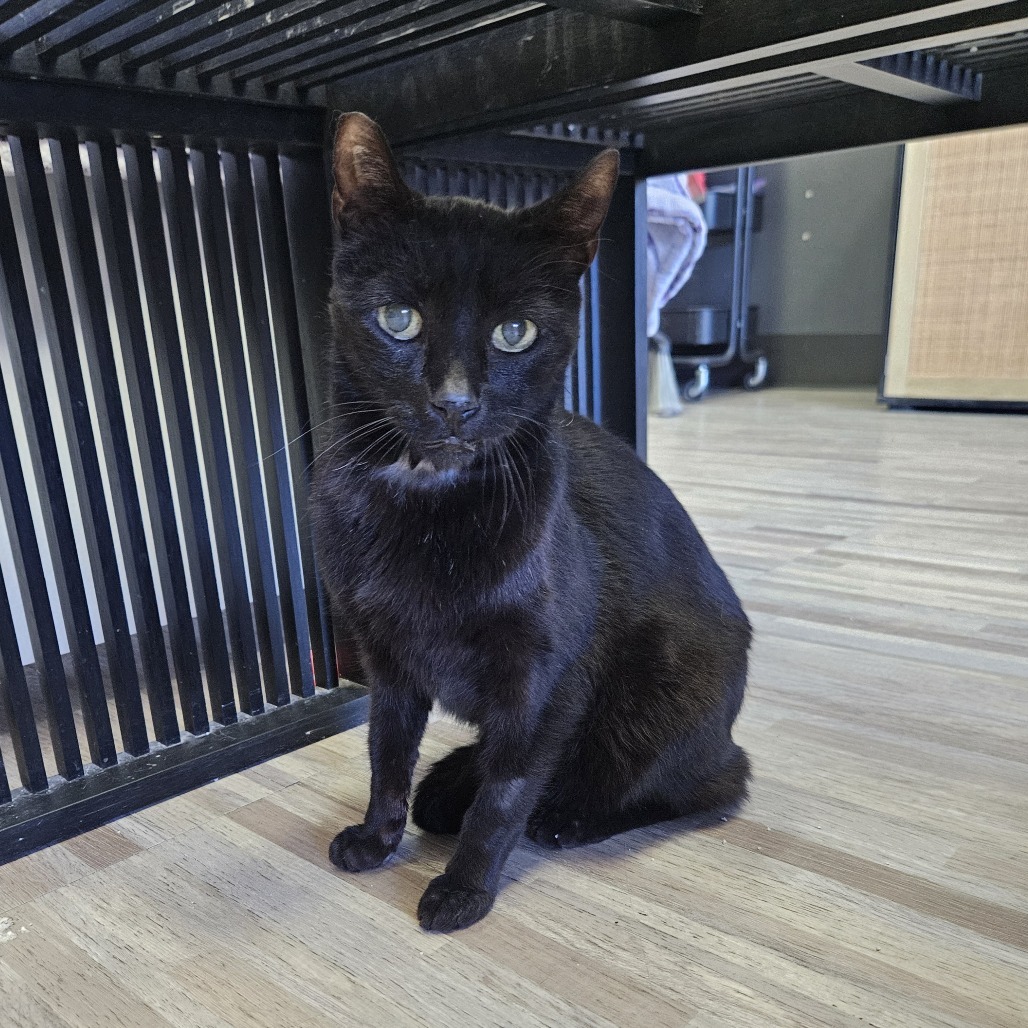 Taffy, an adoptable Domestic Short Hair in Las Vegas, NV, 89146 | Photo Image 1