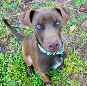 Baby Charlie - Beautiful puppy!, Young Male Labrador Retriever