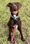 Baby Charlie - Beautiful puppy! photo 5