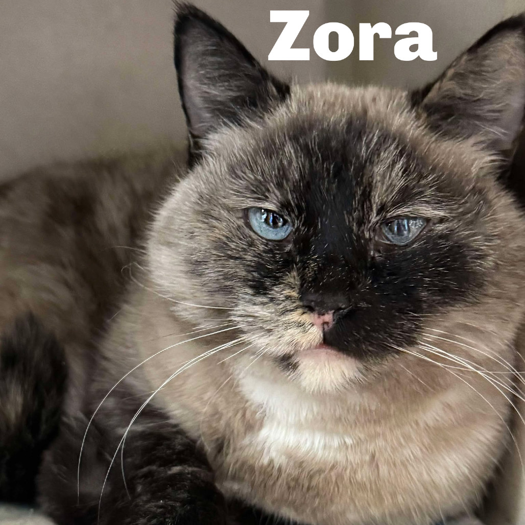 Zora 250059, an adoptable Domestic Short Hair in Escanaba, MI, 49829 | Photo Image 1