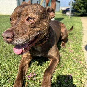 Dragon, Adult Male Pit Bull Terrier