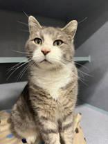 Fade, Adult Male Domestic Short Hair