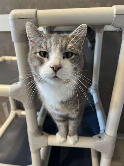 Fade, an adoptable Domestic Short Hair in Oskaloosa, IA, 52577 | Photo Image 1