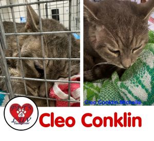 Cleo Conklin, Senior Female Domestic Short Hair