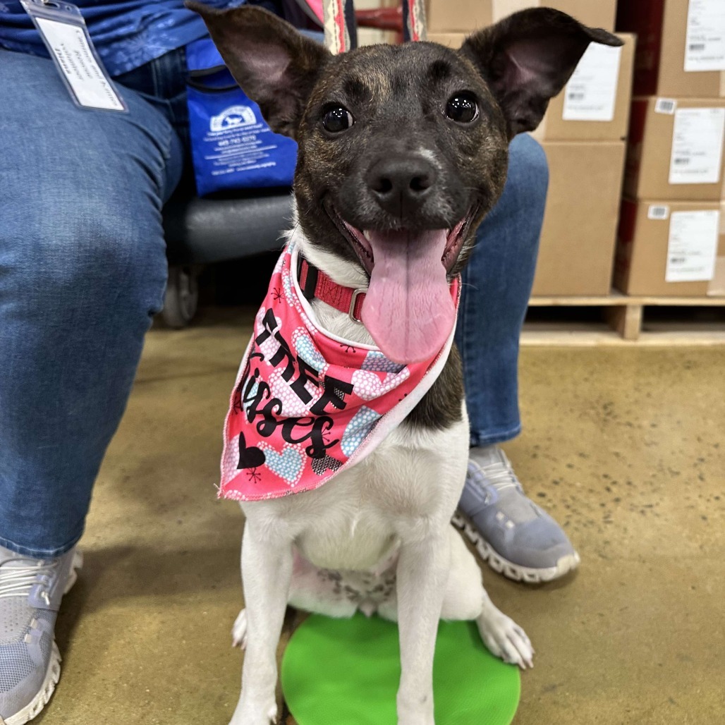 Oakley, an adoptable Rat Terrier, Feist in Chantilly, VA, 20152 | Photo Image 4