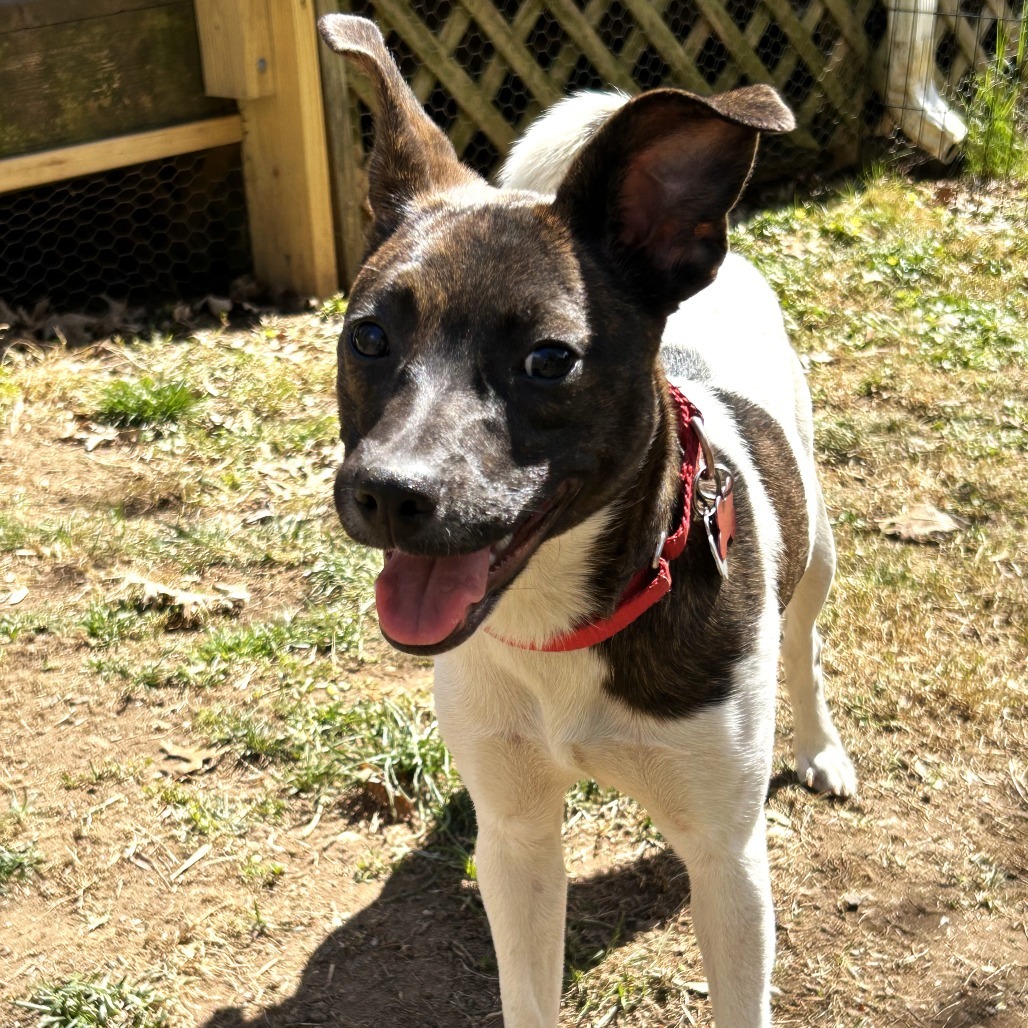 Oakley, an adoptable Rat Terrier, Feist in Chantilly, VA, 20152 | Photo Image 5