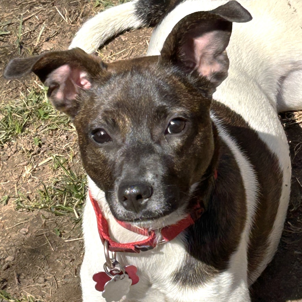 Oakley, an adoptable Rat Terrier, Feist in Chantilly, VA, 20152 | Photo Image 6