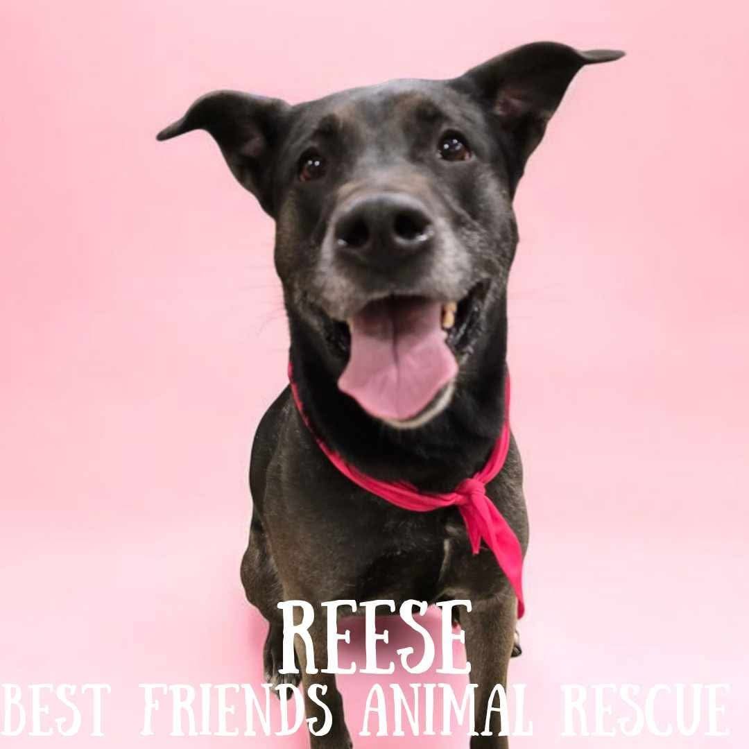 Reese, an adoptable Husky, German Shepherd Dog in Wasilla, AK, 99654 | Photo Image 1