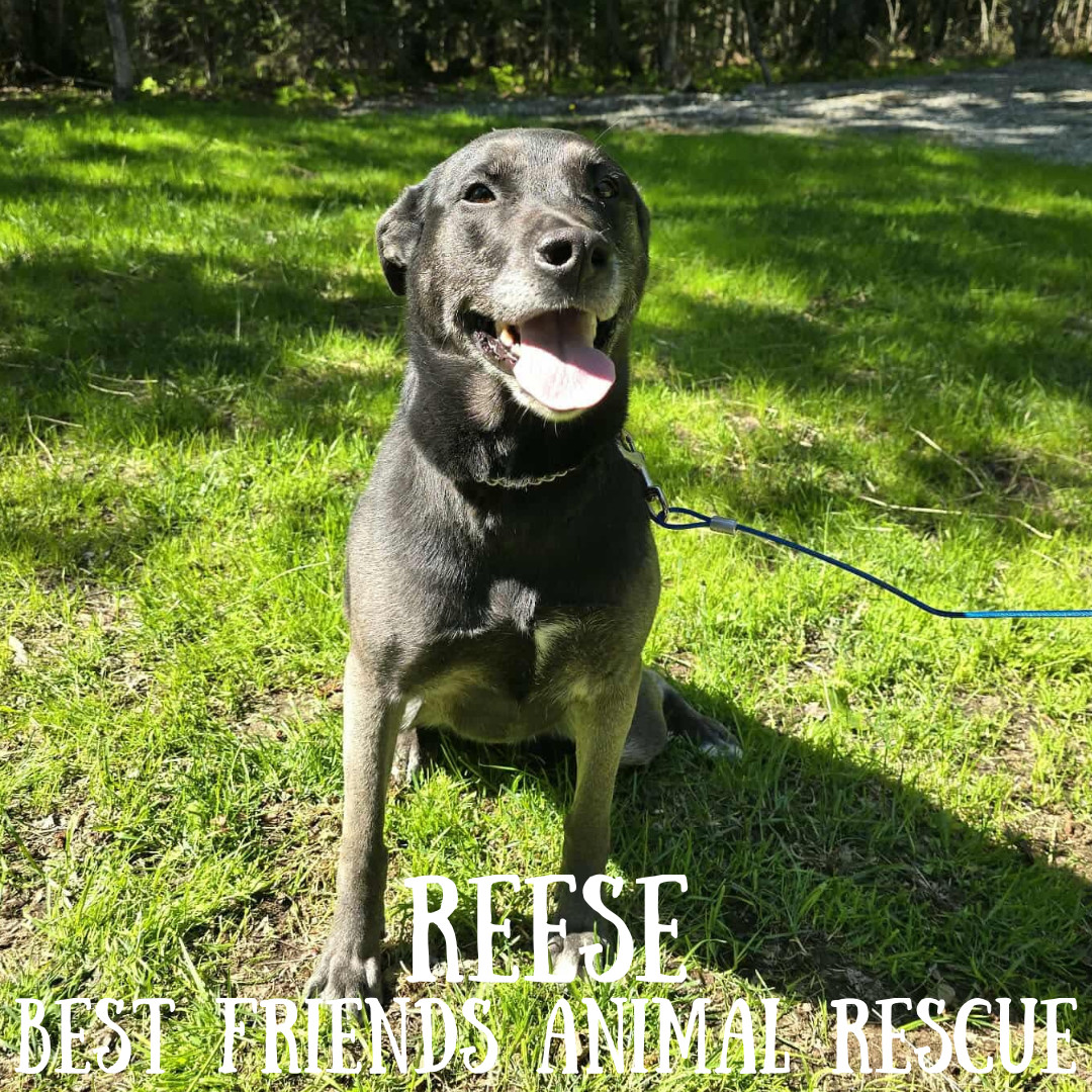 Reese
