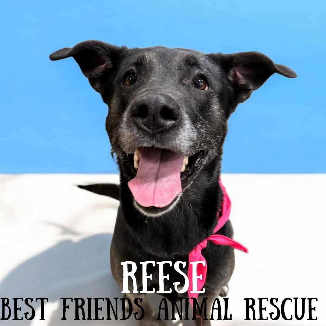Reese, an adoptable Husky, German Shepherd Dog in Wasilla, AK, 99654 | Photo Image 3