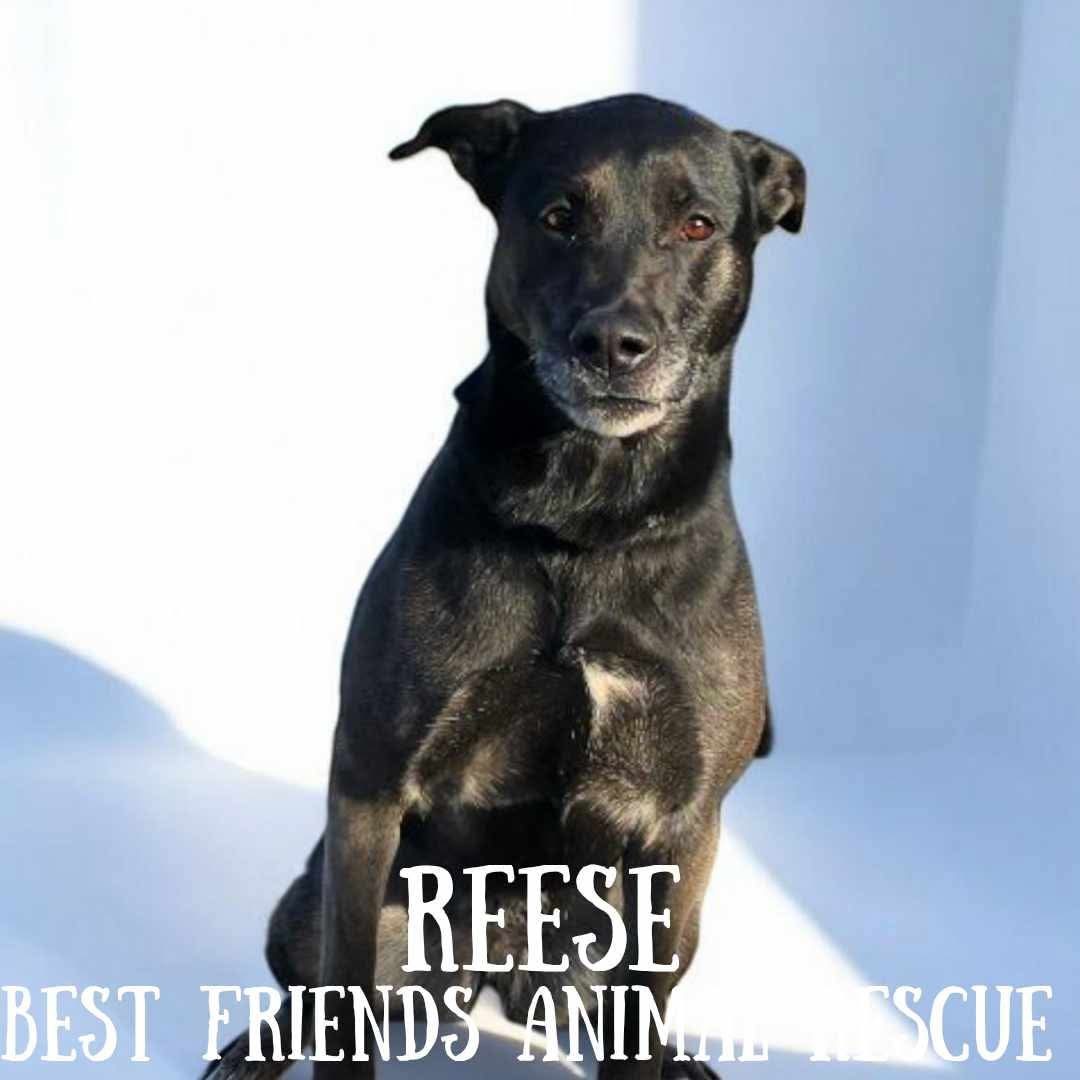 Reese, an adoptable Husky, German Shepherd Dog in Wasilla, AK, 99654 | Photo Image 4