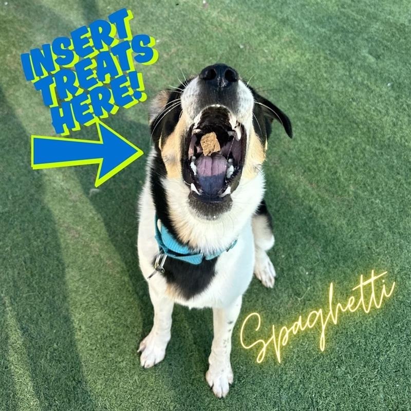 Spaghetti