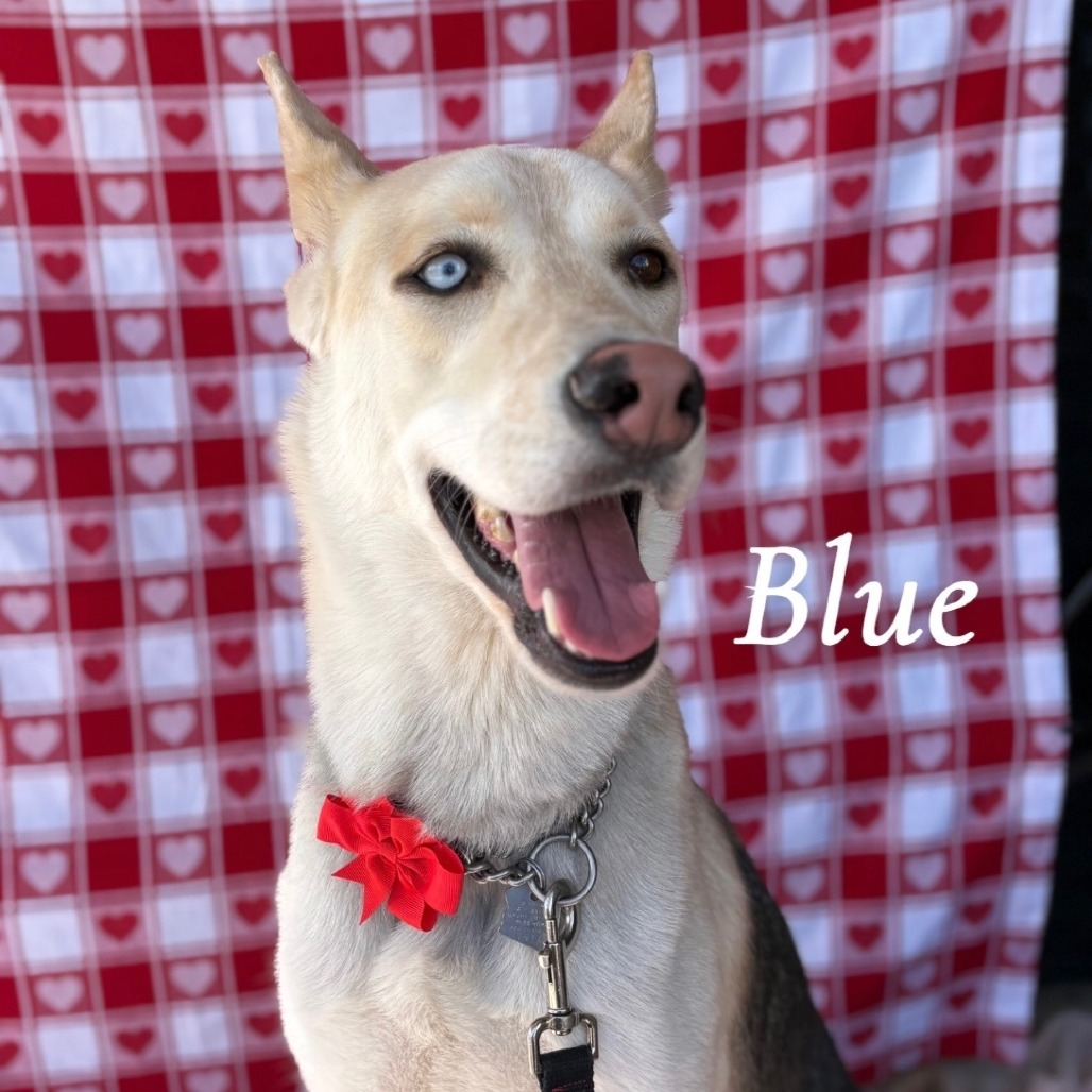 Blue, an adoptable Husky in Yuma, AZ, 85365 | Photo Image 1