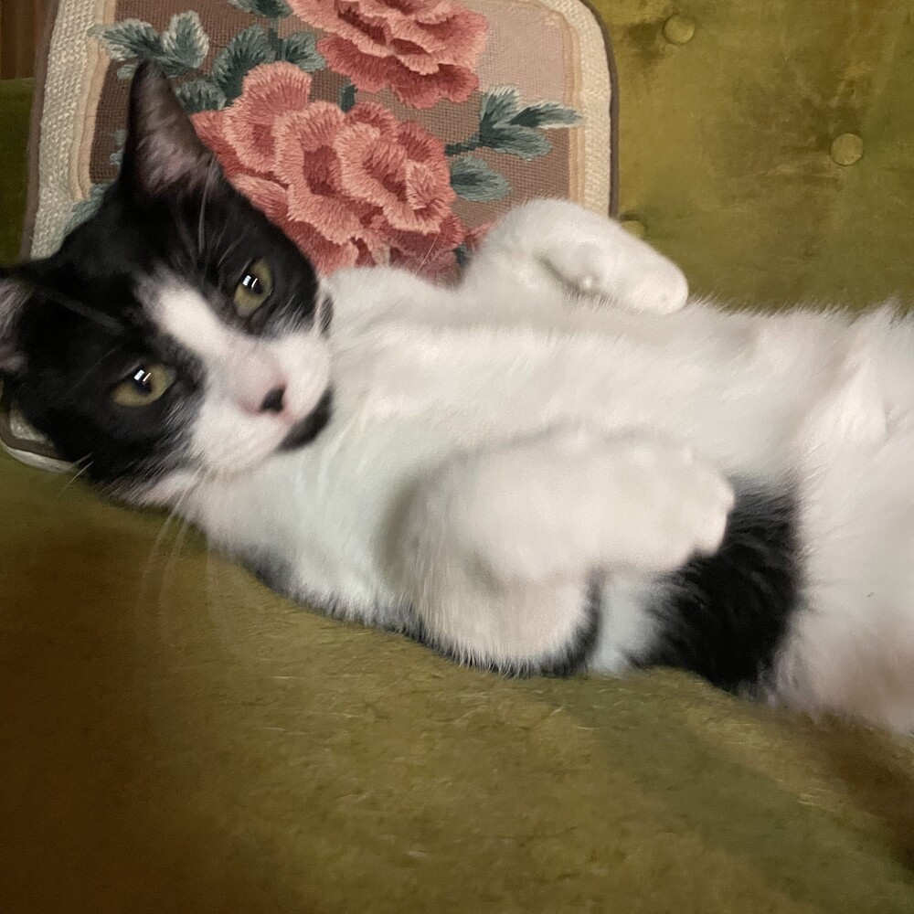 Suki