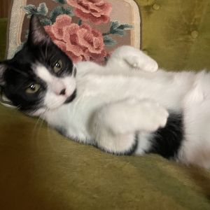 Suki, Adult Female Domestic Short Hair