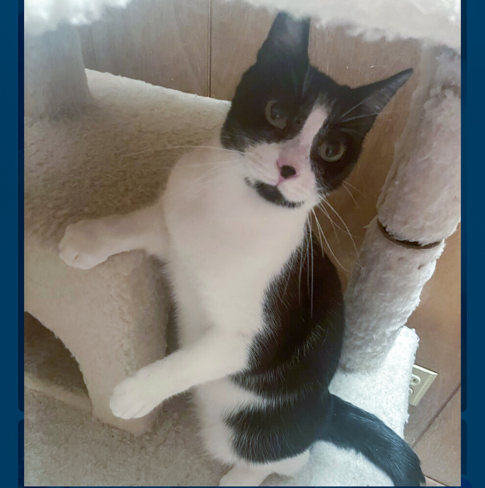 Suki, an adoptable Domestic Short Hair in Aurora, CO, 80016 | Photo Image 1