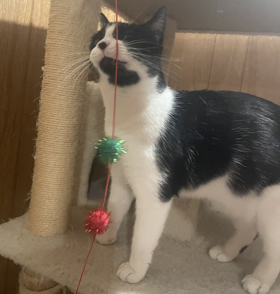 Suki, an adoptable Domestic Short Hair in Aurora, CO, 80016 | Photo Image 2