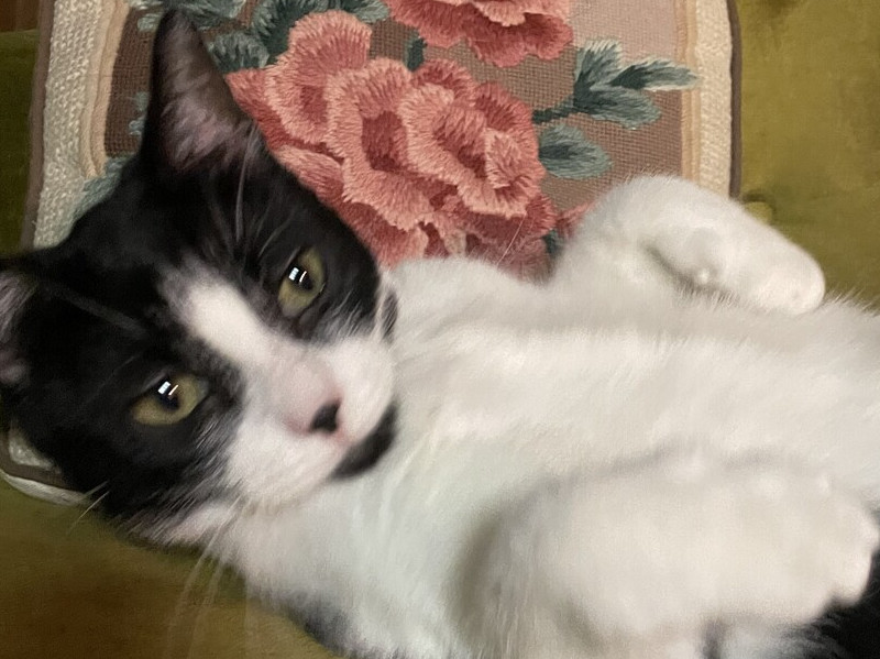 Suki, an adoptable Domestic Short Hair in Aurora, CO, 80016 | Photo Image 2