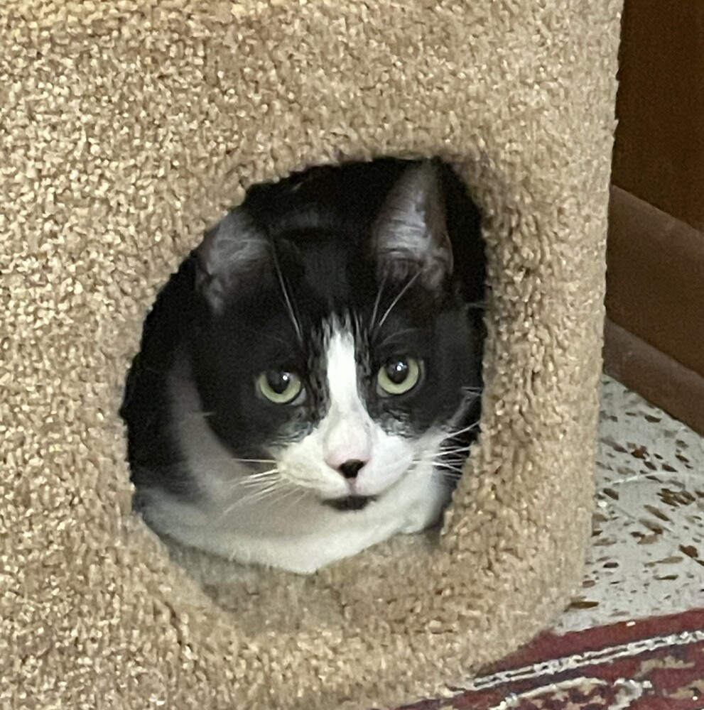 Suki, an adoptable Domestic Short Hair in Aurora, CO, 80016 | Photo Image 4