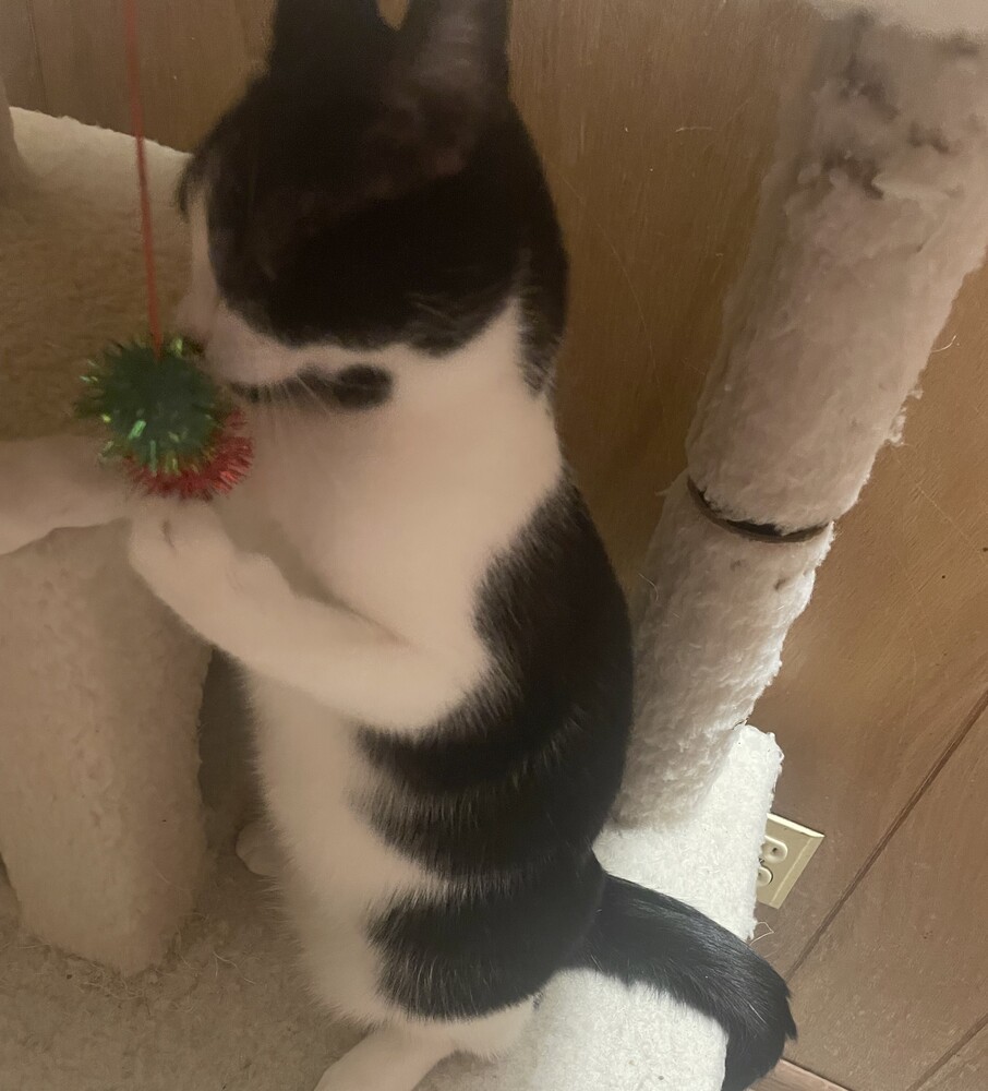 Suki, an adoptable Domestic Short Hair in Aurora, CO, 80016 | Photo Image 5