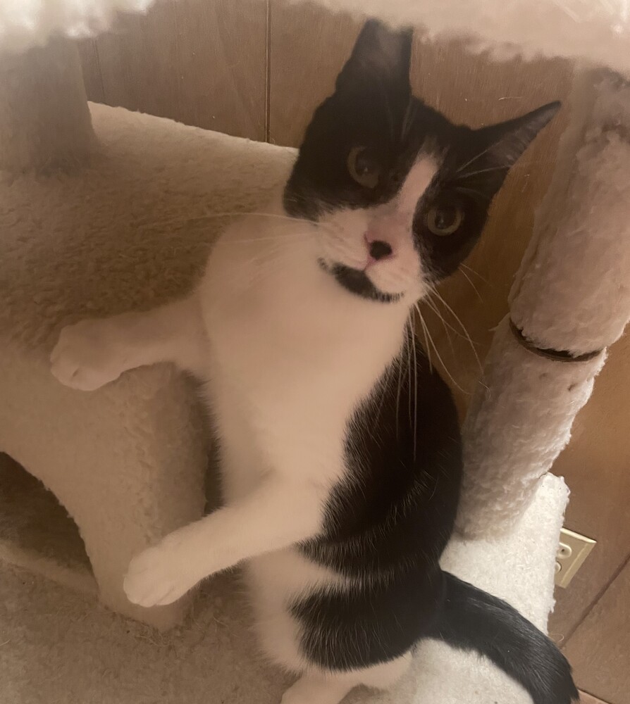 Suki, an adoptable Domestic Short Hair in Aurora, CO, 80016 | Photo Image 6