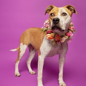 ESTELLE, Adult Female Pit Bull Terrier