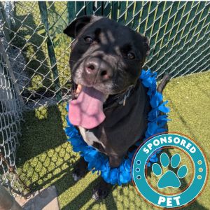 Remi, Adult Male Labrador Retriever