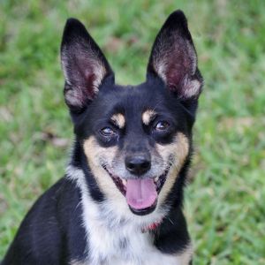 Hi my name is Tito My owner cannot take care of me anymore Although I am an older pup you