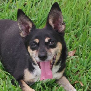 Hi my name is Tito My owner cannot take care of me anymore Although I am an older pup you