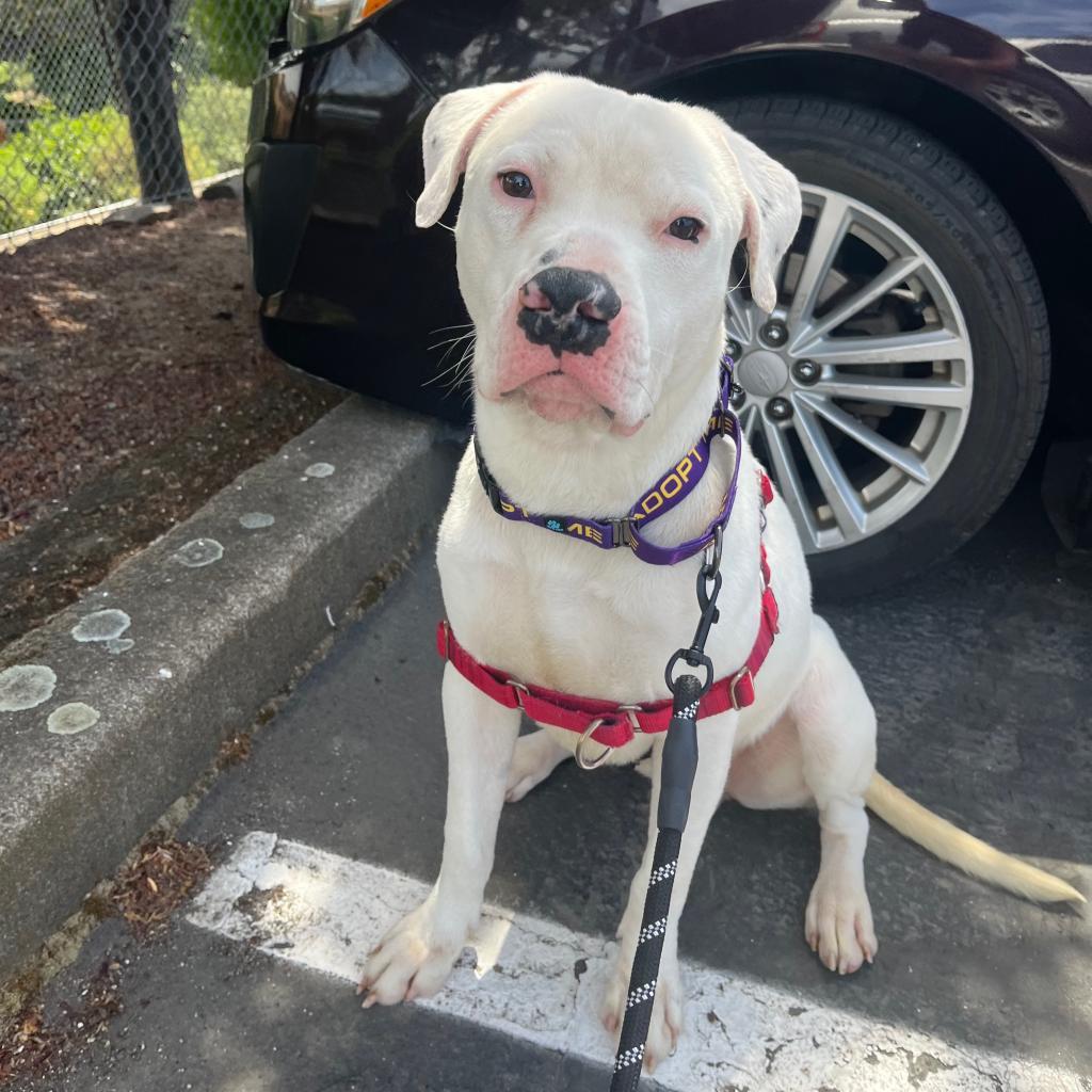 Corey, an adoptable American Staffordshire Terrier in Ashland, OR, 97520 | Photo Image 3