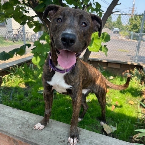 Dobby, an adoptable Greyhound, Mastiff in Ashland, OR, 97520 | Photo Image 3