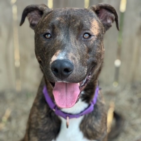 Dobby, an adoptable Greyhound, Mastiff in Ashland, OR, 97520 | Photo Image 4