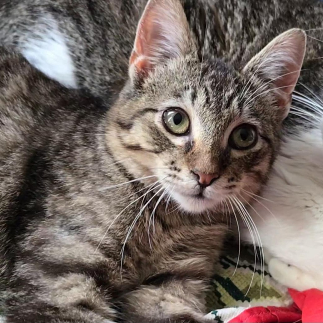 Bento, an adoptable Domestic Short Hair in Garden City, KS, 67846 | Photo Image 1