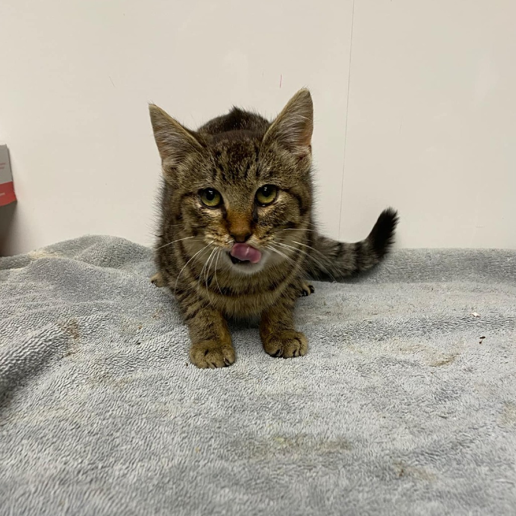 Bento, an adoptable Domestic Short Hair in Garden City, KS, 67846 | Photo Image 2