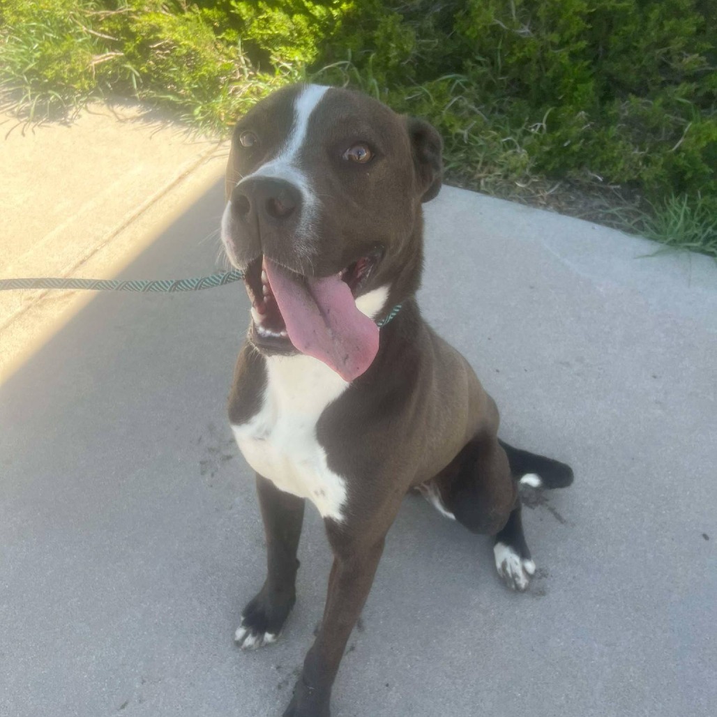 Hugh, an adoptable Pit Bull Terrier in Garden City, KS, 67846 | Photo Image 1