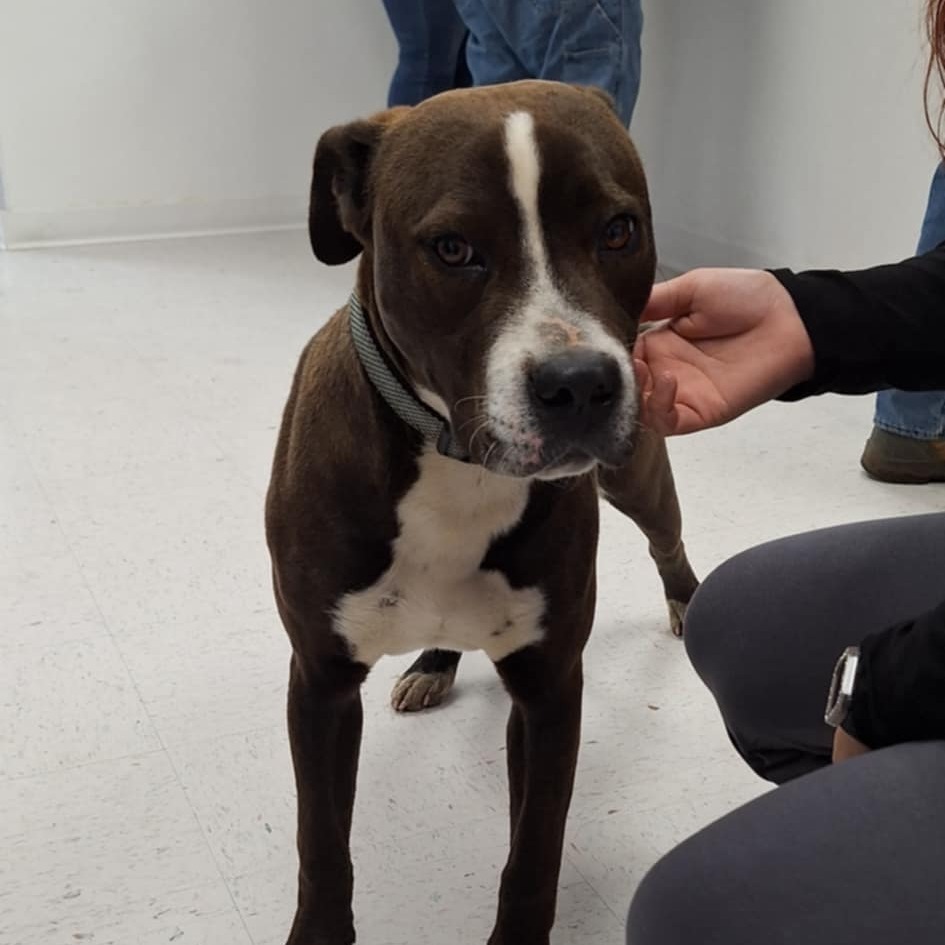 Hugh, an adoptable Pit Bull Terrier in Garden City, KS, 67846 | Photo Image 2