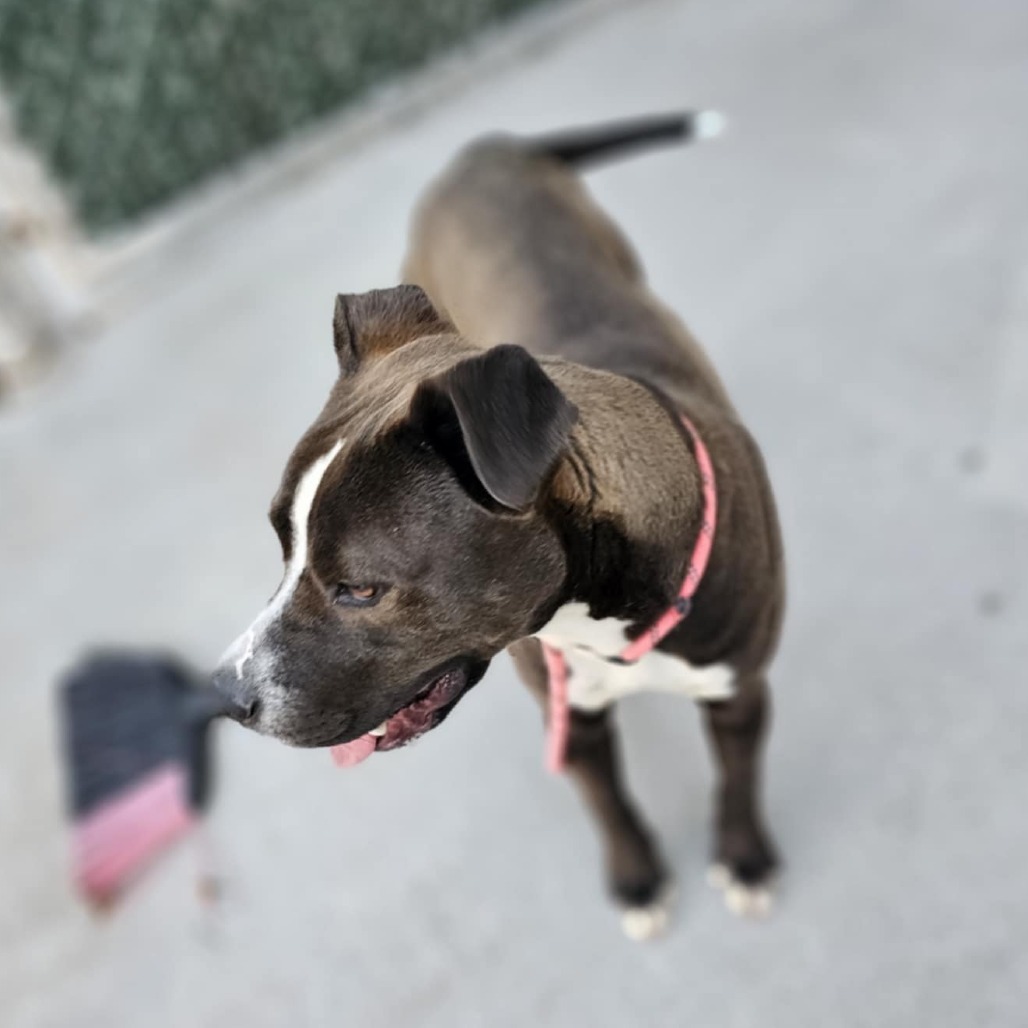 Hugh, an adoptable Pit Bull Terrier in Garden City, KS, 67846 | Photo Image 3