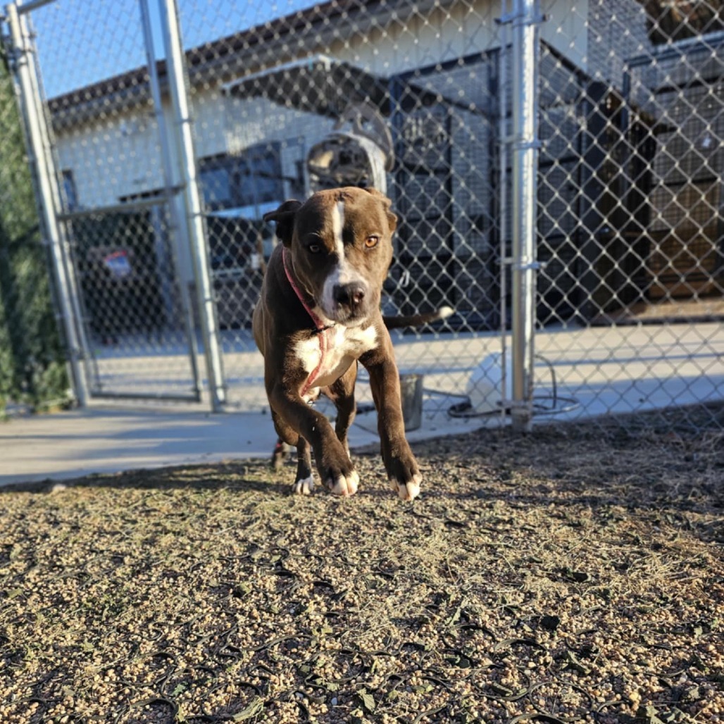 Hugh, an adoptable Pit Bull Terrier in Garden City, KS, 67846 | Photo Image 4