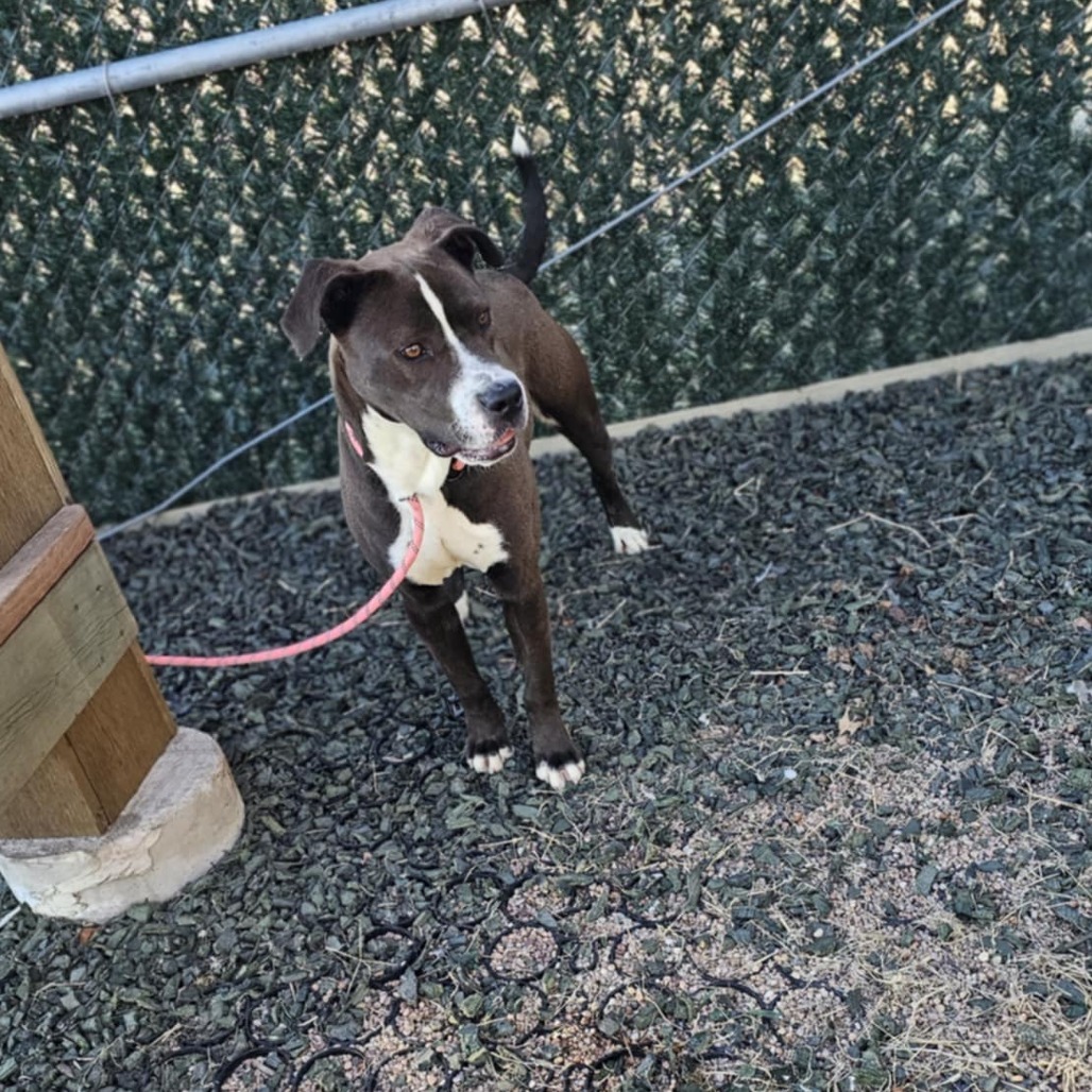 Hugh, an adoptable Pit Bull Terrier in Garden City, KS, 67846 | Photo Image 5