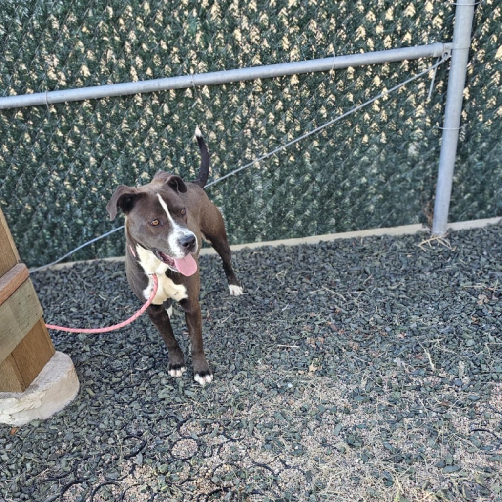 Hugh, an adoptable Pit Bull Terrier in Garden City, KS, 67846 | Photo Image 6
