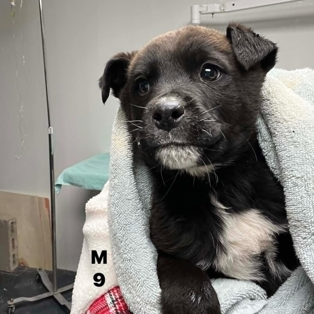 Deluca, an adoptable Australian Cattle Dog / Blue Heeler, Rottweiler in Garden City, KS, 67846 | Photo Image 2