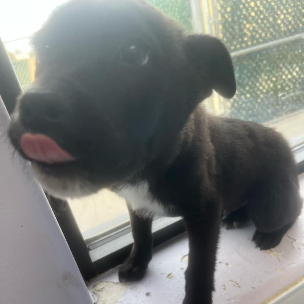 Deluca, an adoptable Australian Cattle Dog / Blue Heeler, Rottweiler in Garden City, KS, 67846 | Photo Image 5