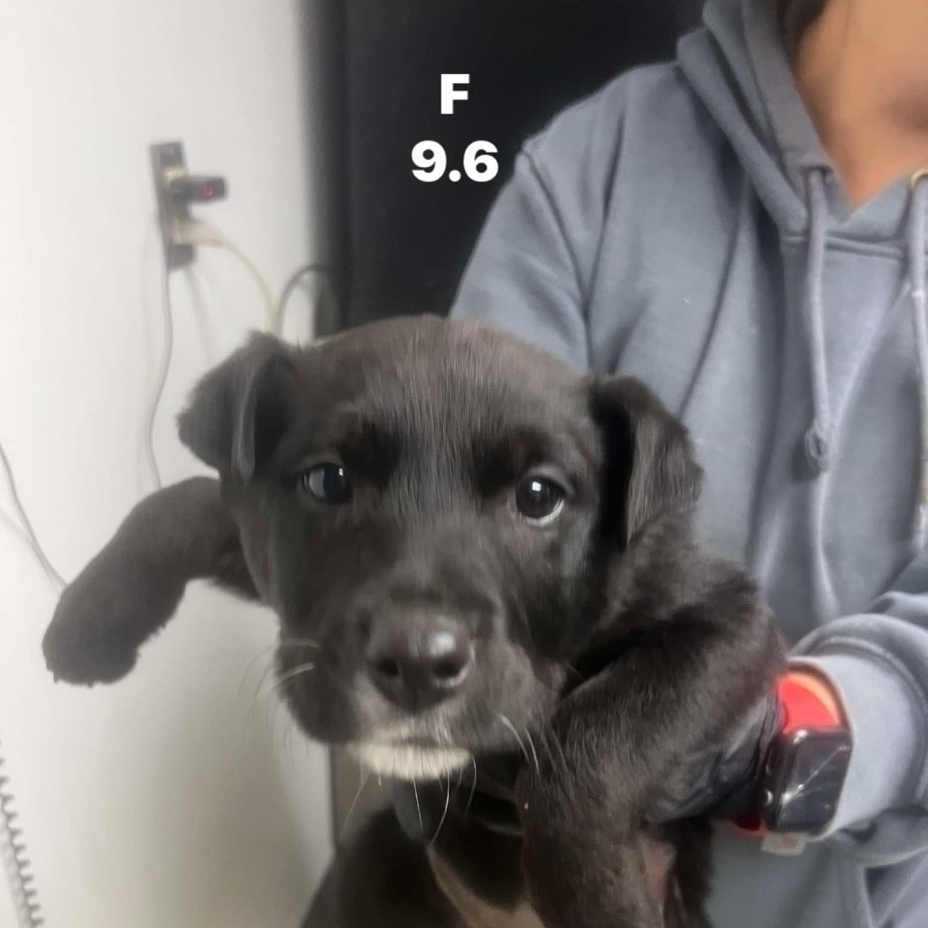 Stephanie, an adoptable Australian Cattle Dog / Blue Heeler, Rottweiler in Garden City, KS, 67846 | Photo Image 2