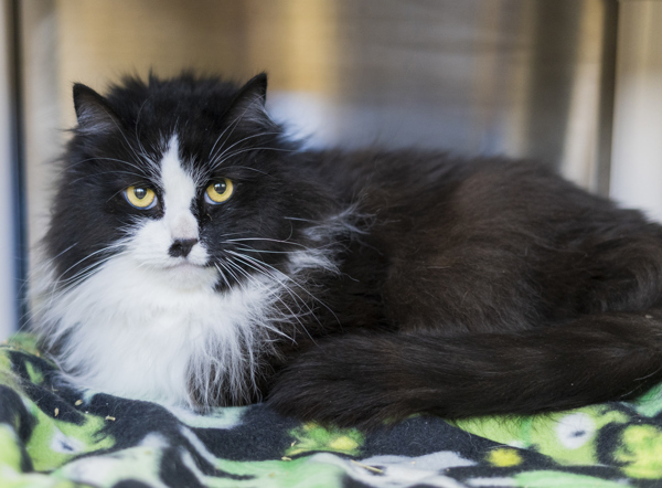 Mitt, an adoptable Domestic Long Hair in Kennewick, WA, 99336 | Photo Image 1