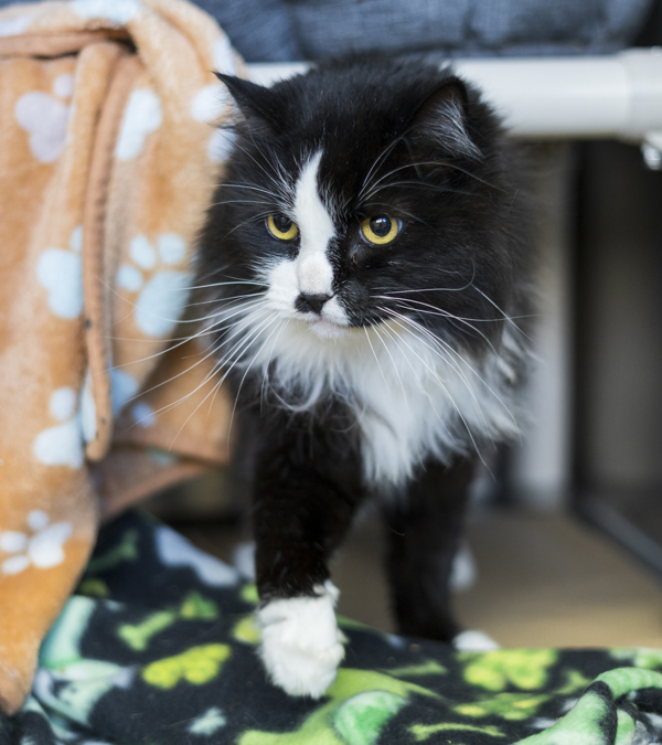 Mitt, an adoptable Domestic Long Hair in Kennewick, WA, 99336 | Photo Image 2