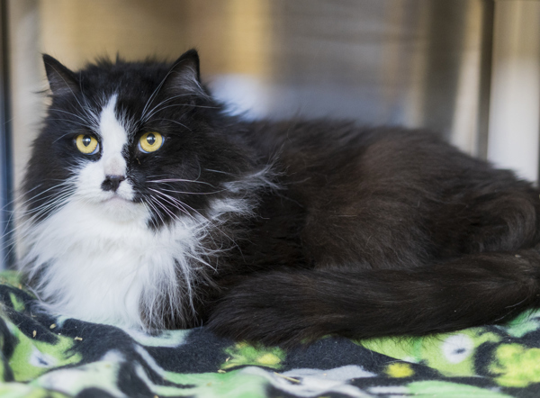 Mitt, an adoptable Domestic Long Hair in Kennewick, WA, 99336 | Photo Image 3