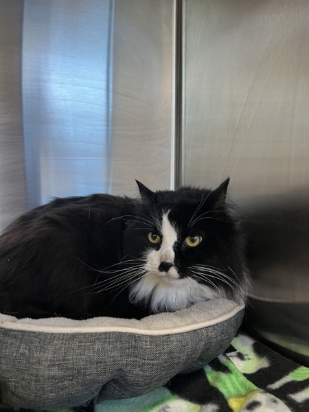 Mitt, an adoptable Domestic Long Hair in Kennewick, WA, 99336 | Photo Image 4