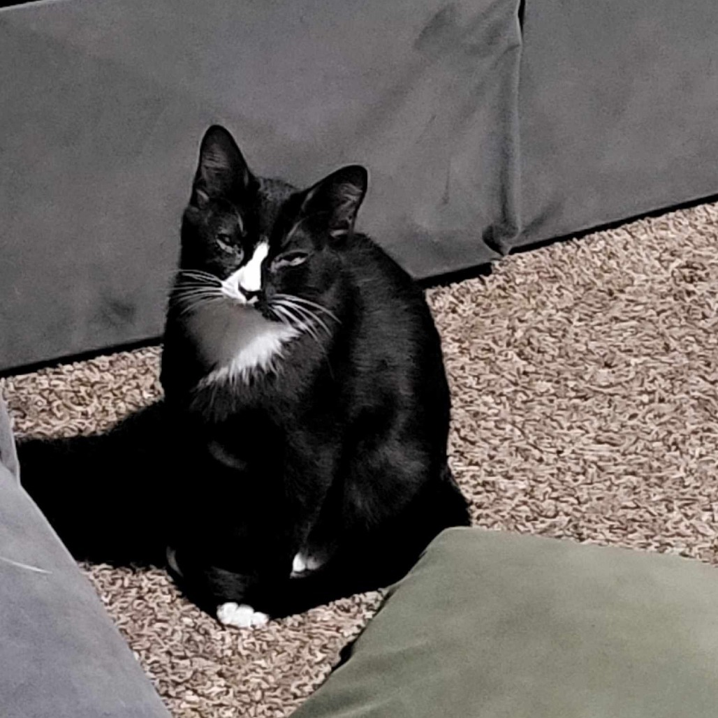 Eddie Bywaters, an adoptable Domestic Short Hair in Eagle Mountain, UT, 84005 | Photo Image 1